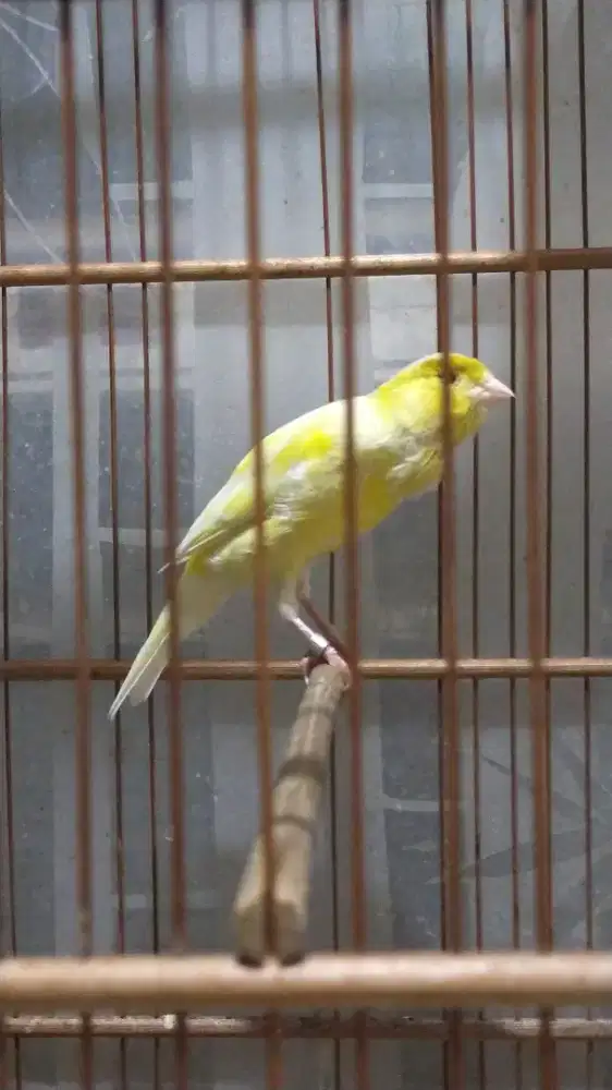 Burung kenari F1bb betina produksi