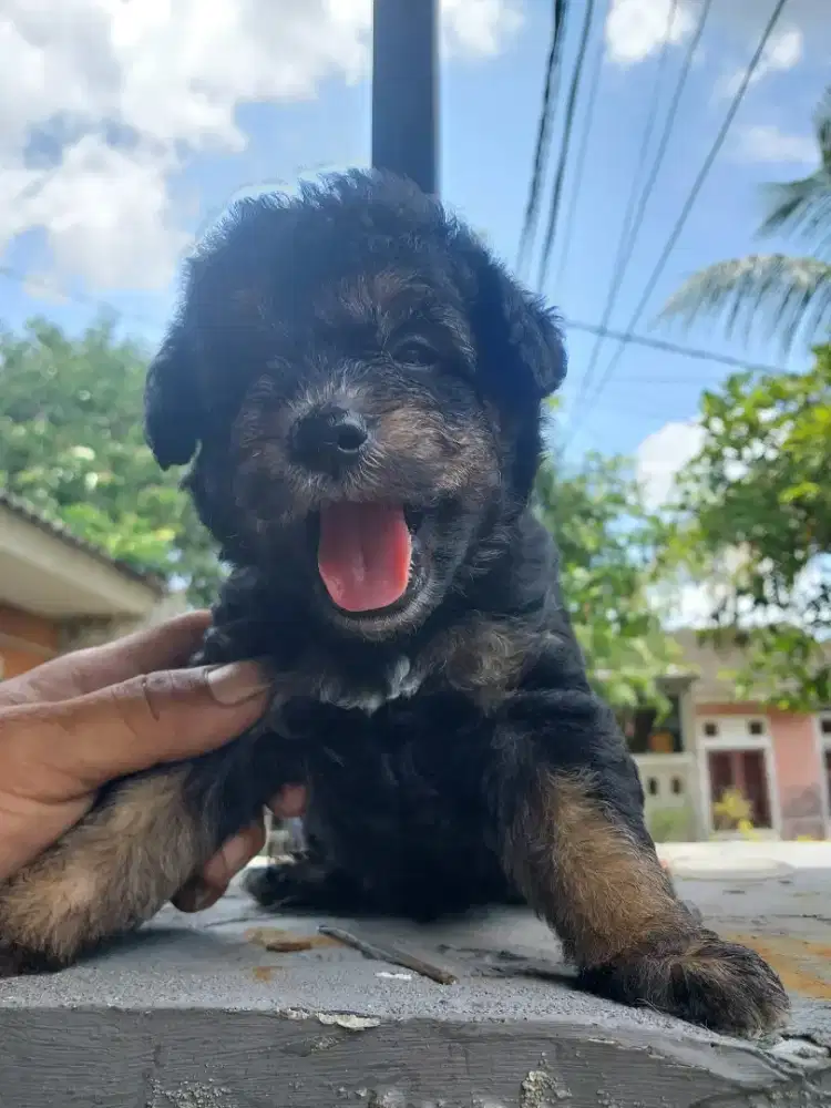 SALE!! Puppy Poodle Lucu , Sehat, Keriting, Siap Adopsi!