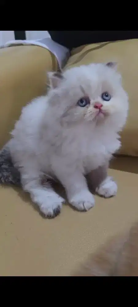 Kitten Usia 2.5 bulan