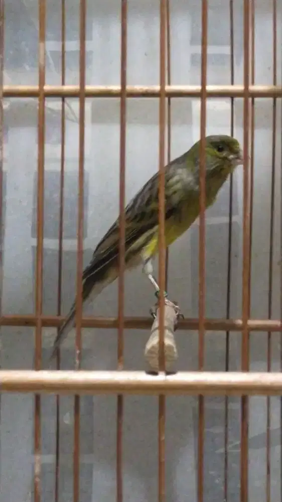 Burung kenari f1sf betina siap