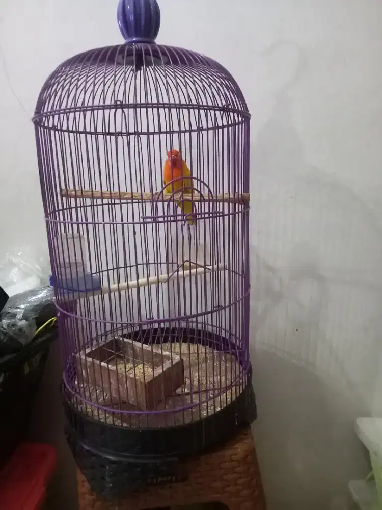 LOVEBIRD PASTEL KUNIING + kandang