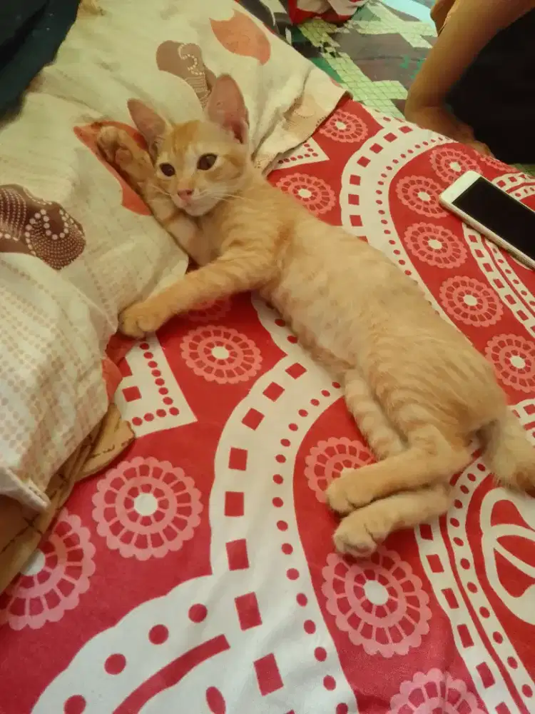 cari loker momong atau beres²