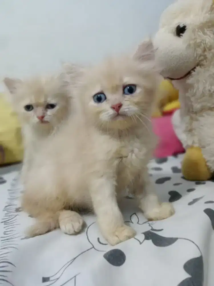 Kitten Persia Flatnose long hair, 3 ekor, jantan betina