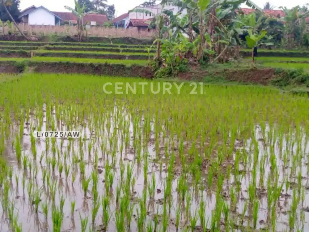 Tanah Luas Persawahan Di Cipatat Bandung Barat