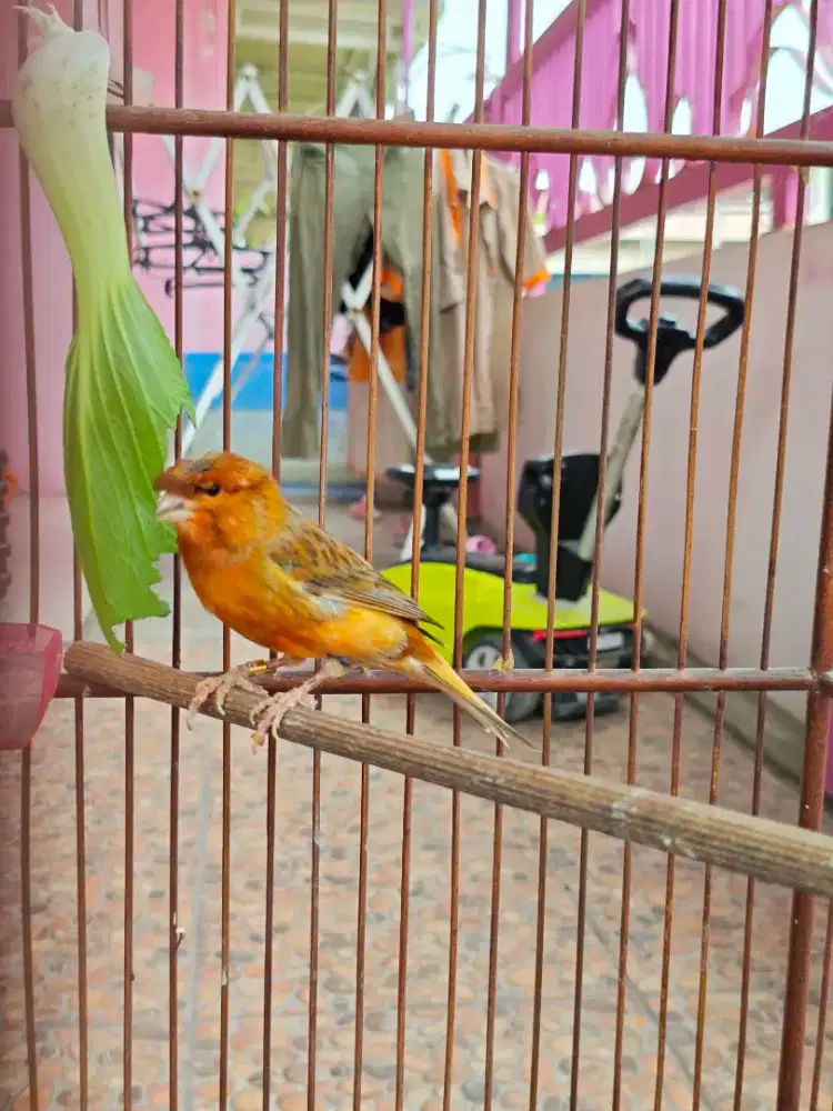 KENARI LOPER JAMBUL GACOR