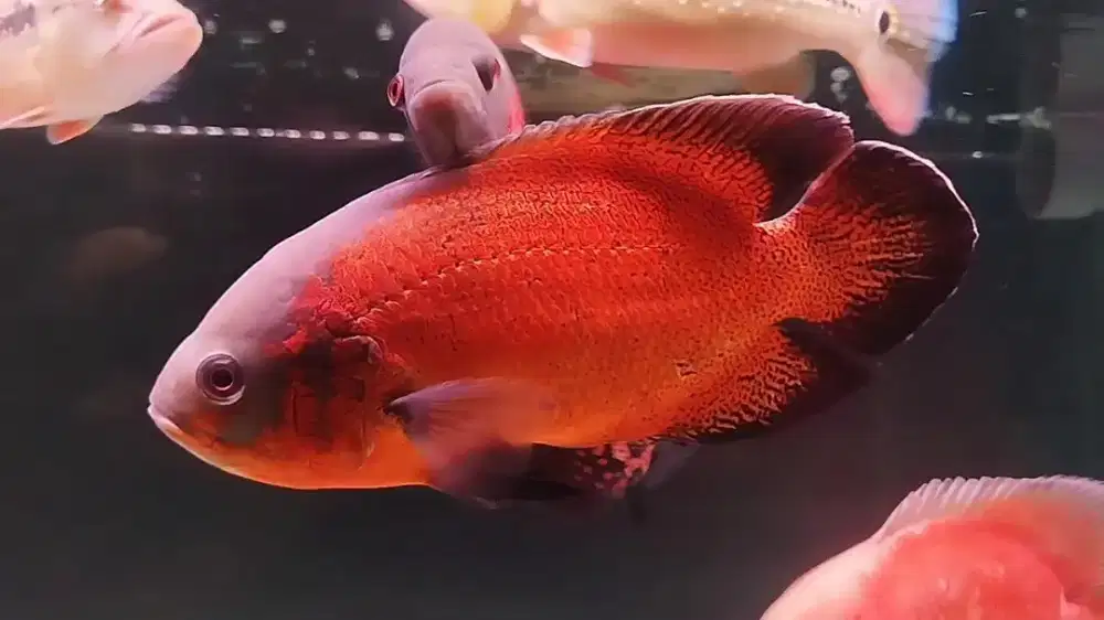 Oscar Paris Tembaga Big Size 6 Jari MURAH