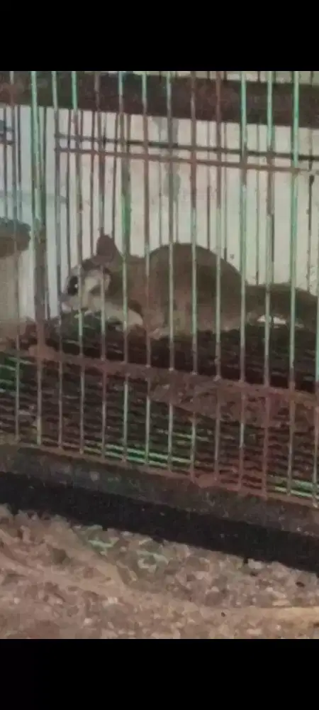 Sugar Glider CG Morph