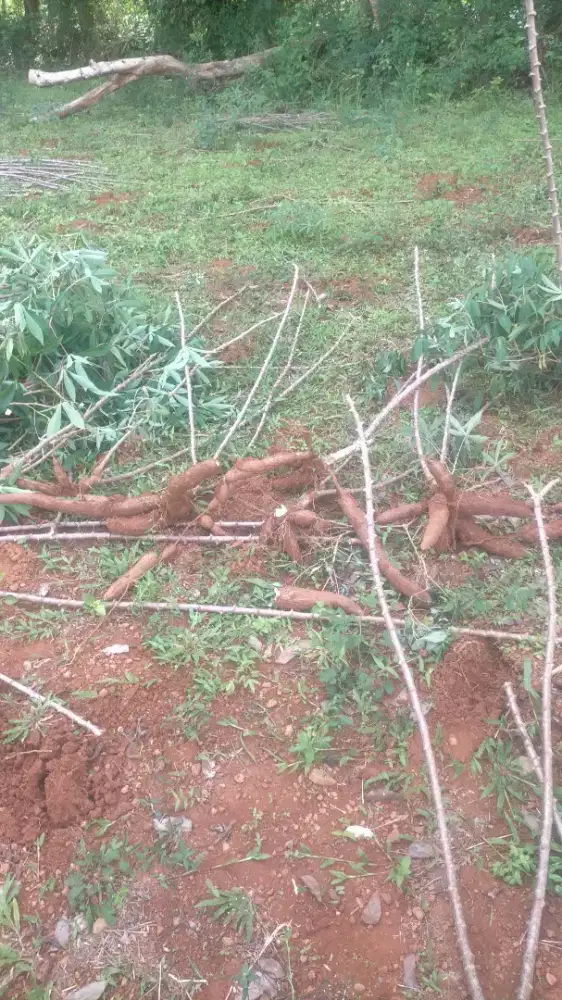 Singkong mentega telo kuning murahh