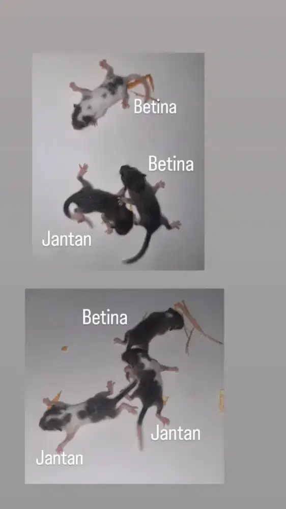 AFRICAN PYGMY DORMICE