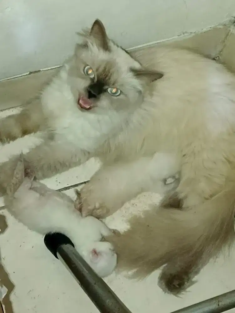 Lepas adopt induk beserta kittennya