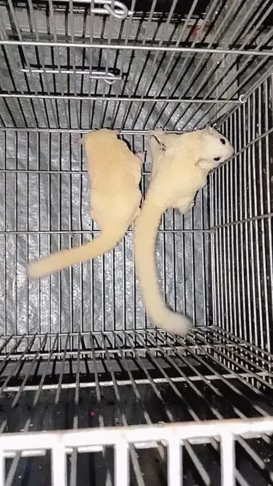 Sugar glider leucistic 2 pasang indukan