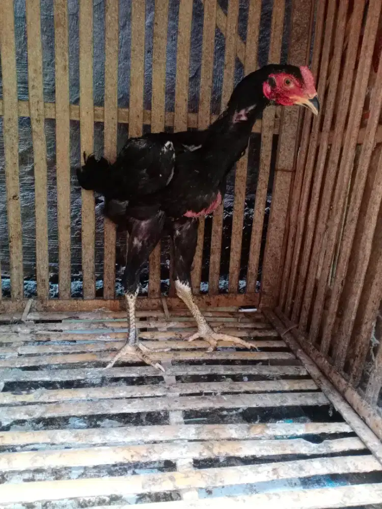 Ayam Bangkok/ayam aduan/GANOY 17 YORK MIX PAKOY manideng