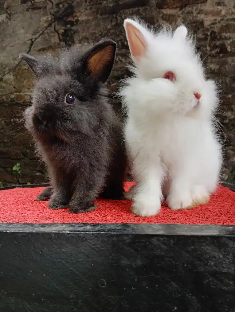 Kelinci hias lion head