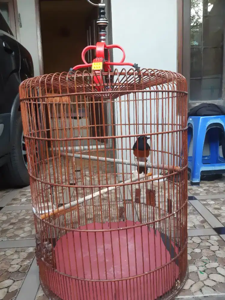 Jual burung murai