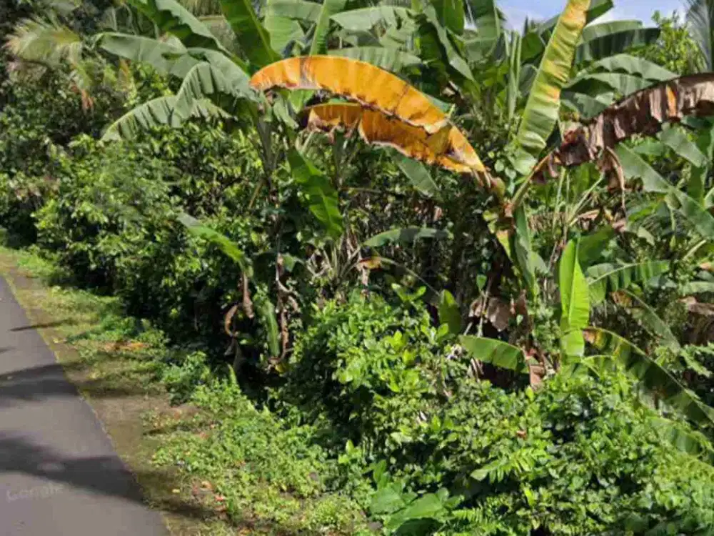 Tanah Kebun dekat Bali Eco Stay dan Manca Kemetug