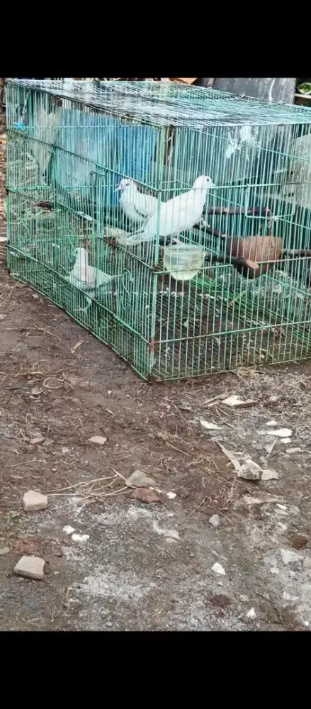 Puter lokal muda 60rb 2 ekor