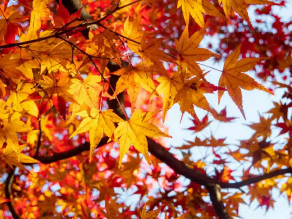 Guru SD mtk daerah tangsel