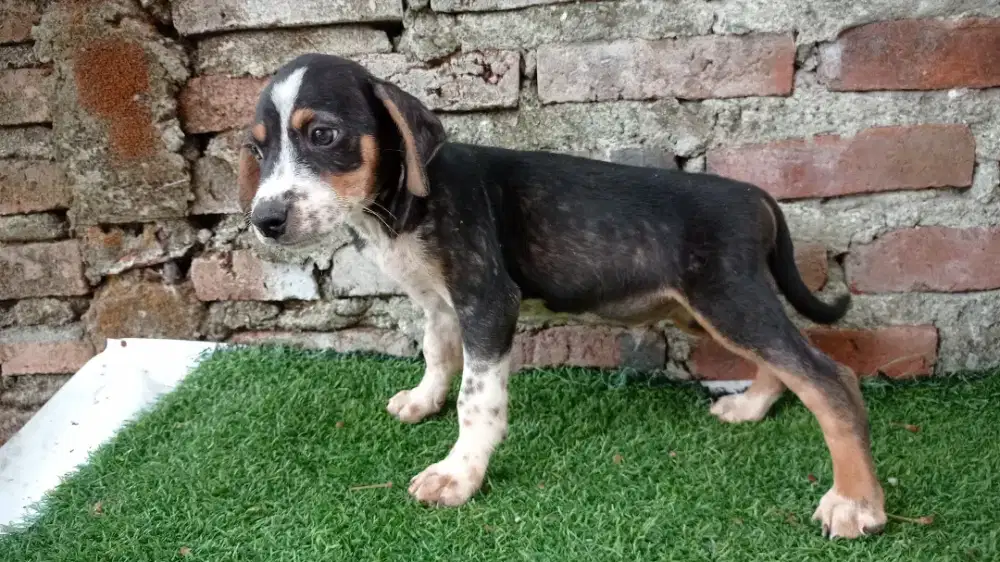 Begel mixbred usia 2 bulan setenga