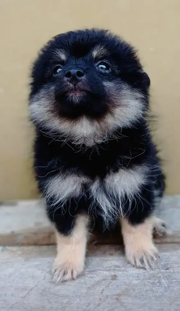 Pomerian betina 2 bulan