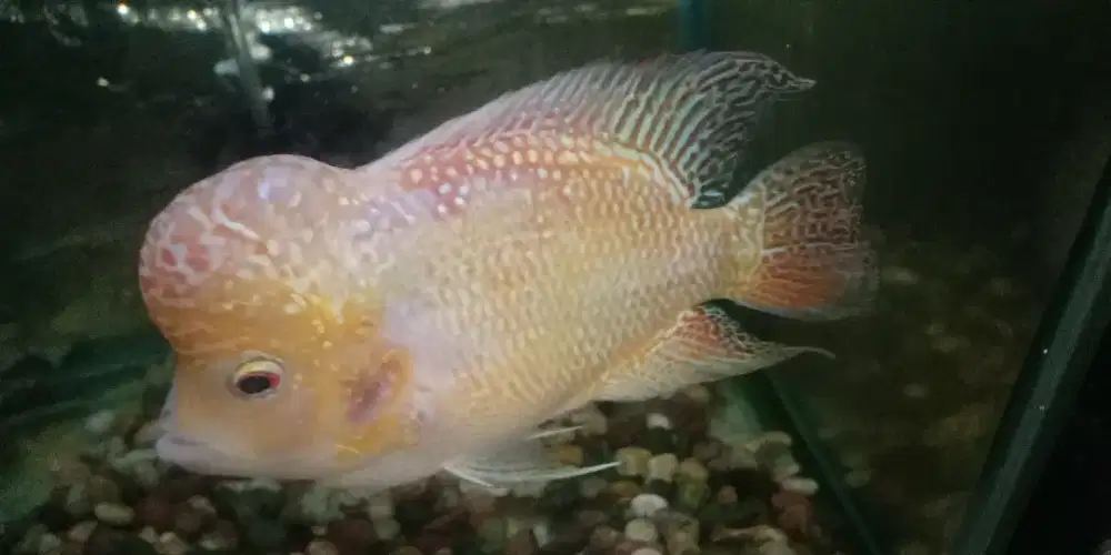 Louhan Golden base kamfa/GB