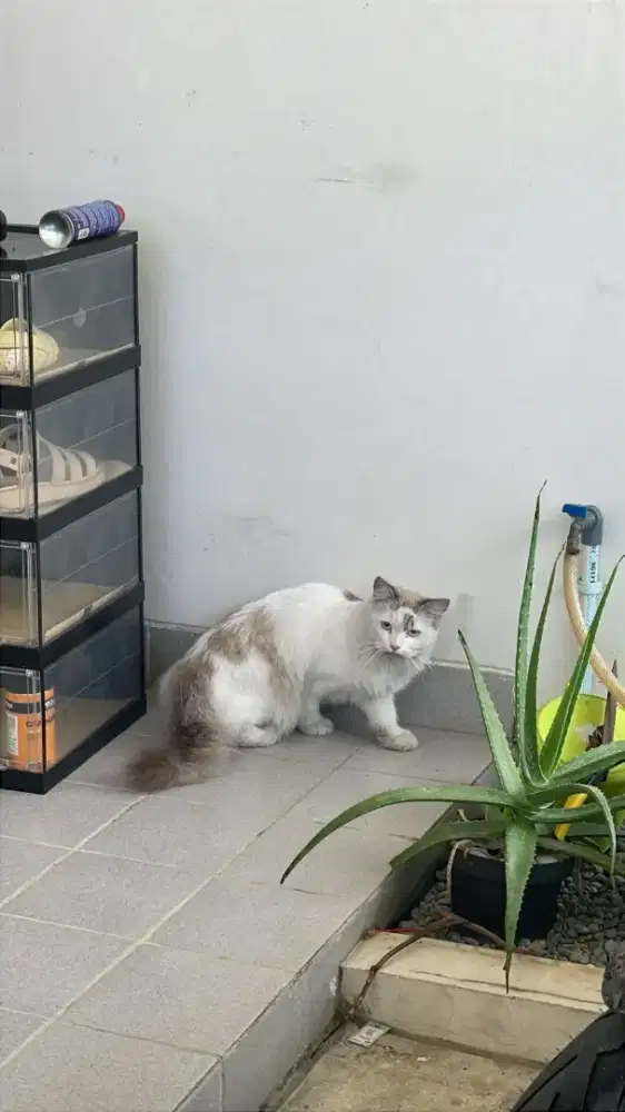 Mencari ART Asisten Rumah Tangga