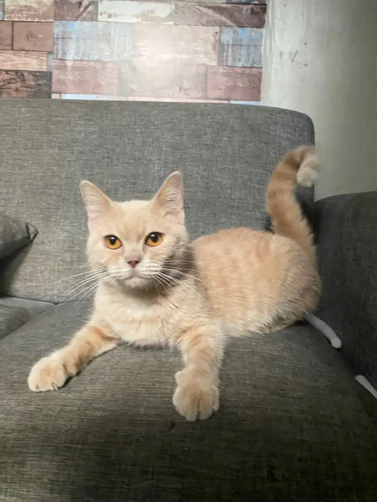 Bsh mix scottish straight