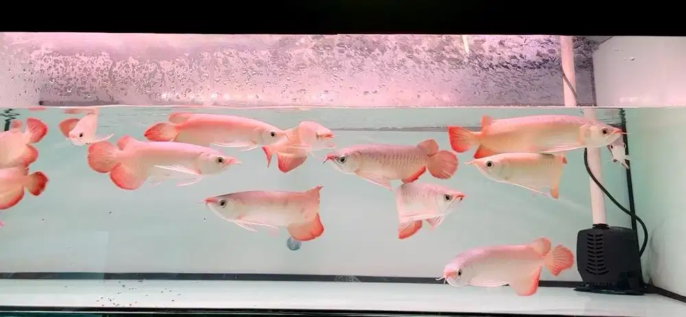 Super Red Arwana Genetik Merah 25-27cm An