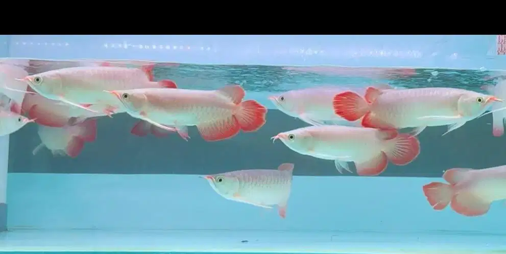 Arwana Super Red Spauk 25-28cm Spesial