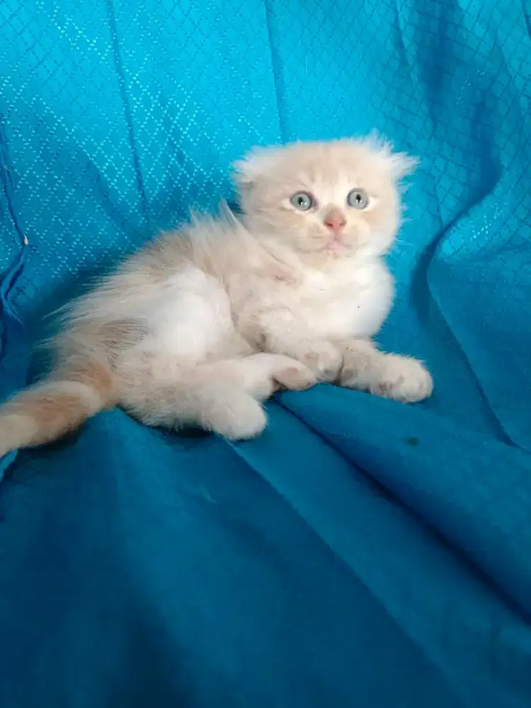 Kucing scottish fold bsh munchkin ragdol mainecoon peaknose himalaya