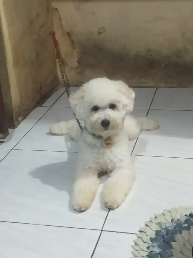 Poodle alwhite cakep
