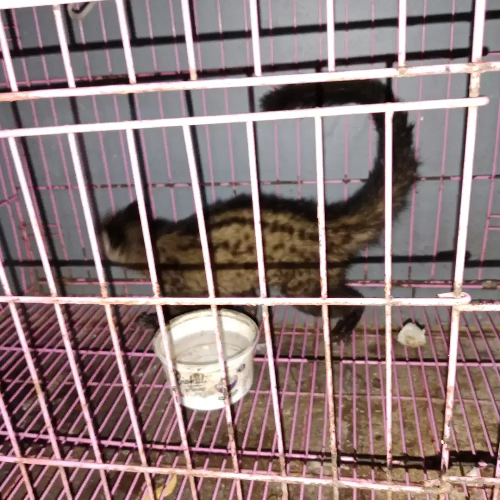 Musang pandan umur 4-5 thn