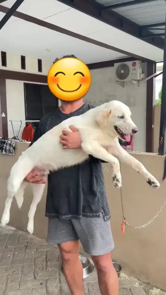 Anjing campuran golden