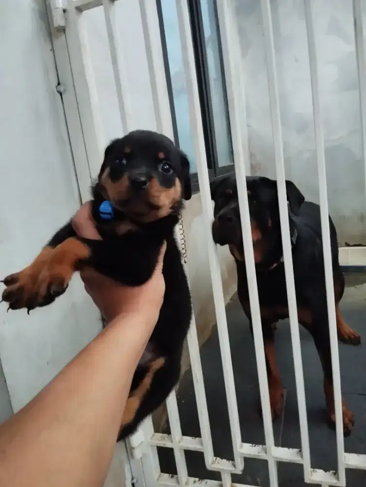 puppy rottweiler betina sudah vaksin garansi 100% asli