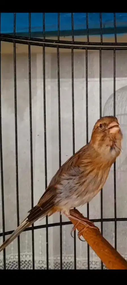 BURUNG KENARI GACOR RASA CIBLEK LAGU ENAK