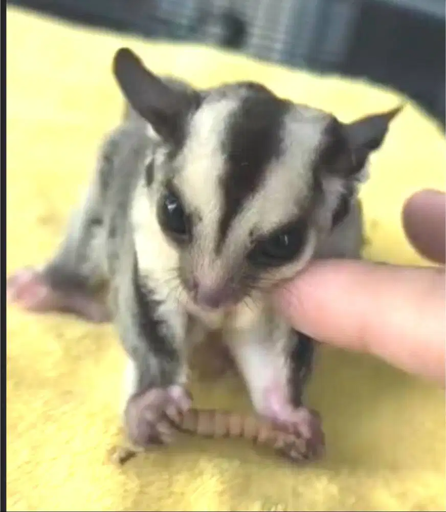 Sugar Glider jantan het creamino leu SG lucu jinak