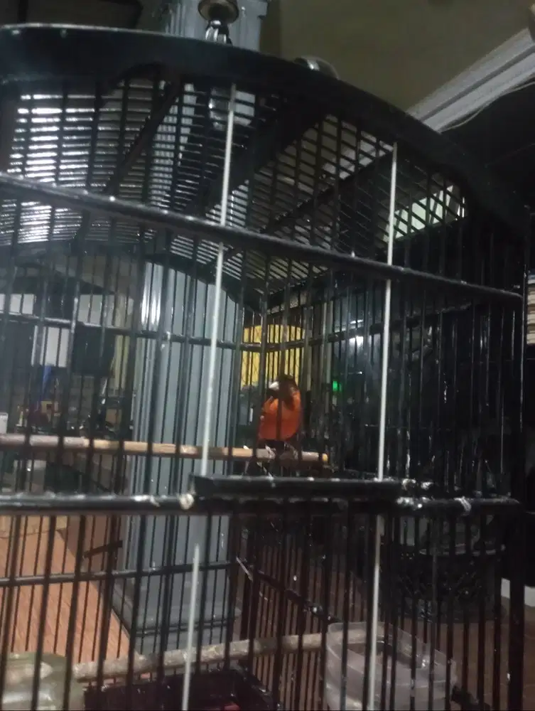 MuleSiskin ( redsiskin x kenari )