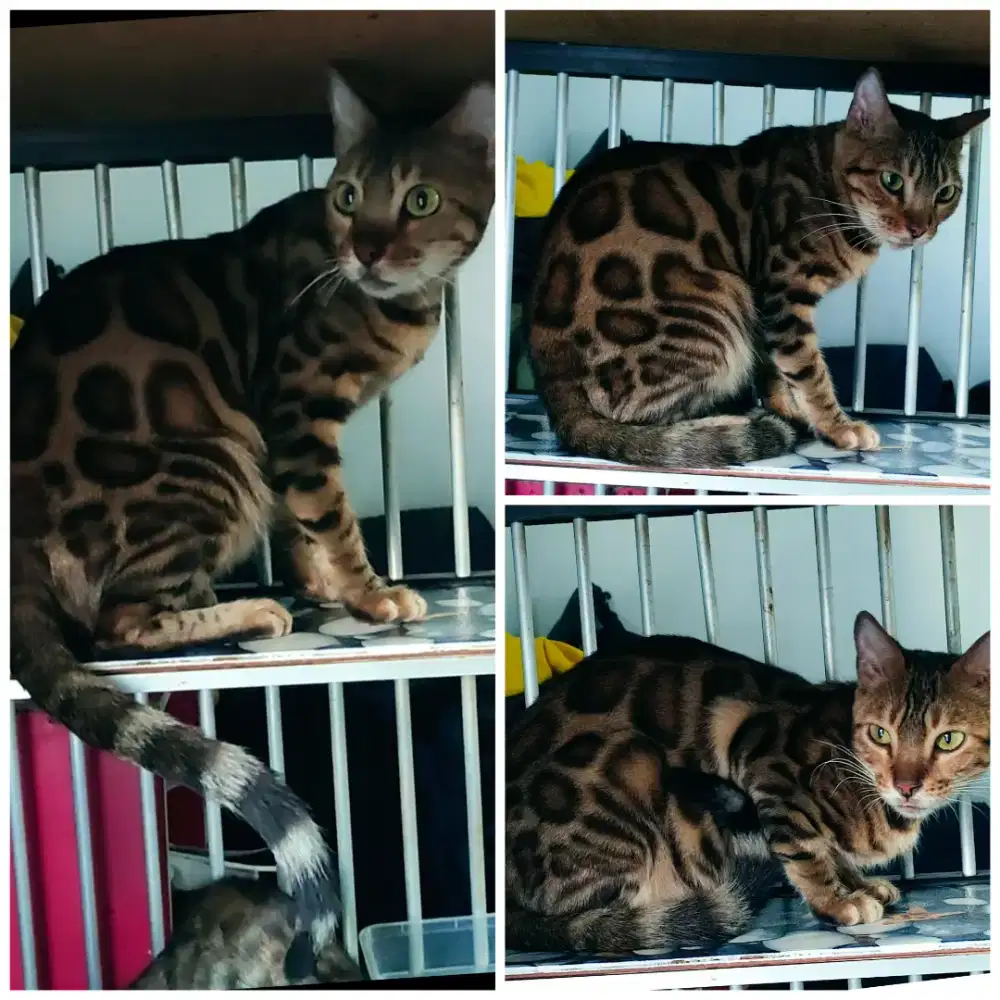 Kucing  Betina dewasa proven