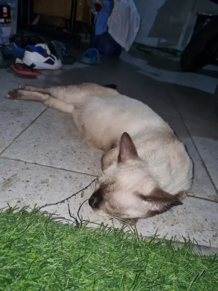 Open adopsi Kucing siam free