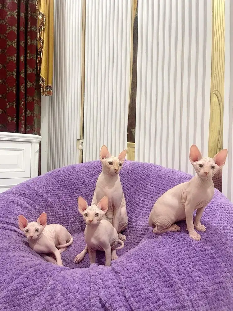 Sphynx kitten Female  2,5 bulan