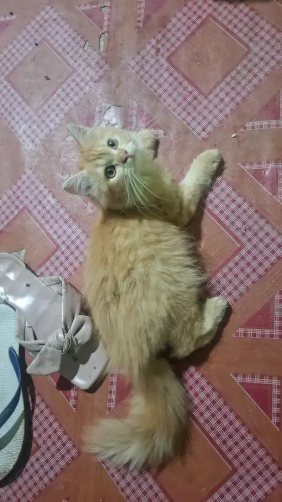 Persia Betina 3 Bulan