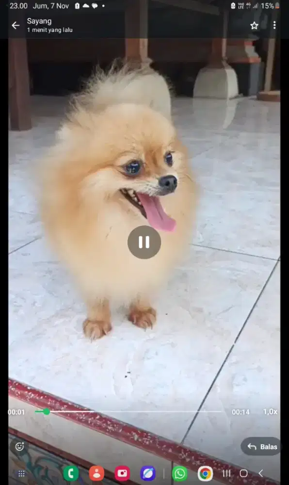 Minipom stambum
