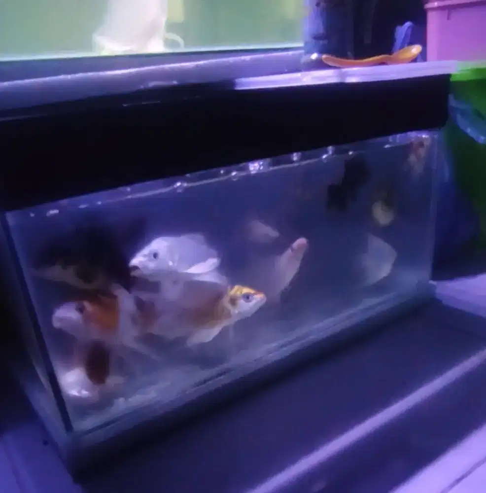 Borongan 2 aquarium murah