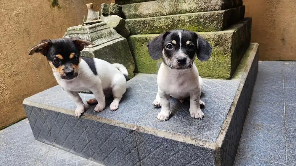Dijual Anak Anjing Jantan Cihuahua Mix Mini Pom