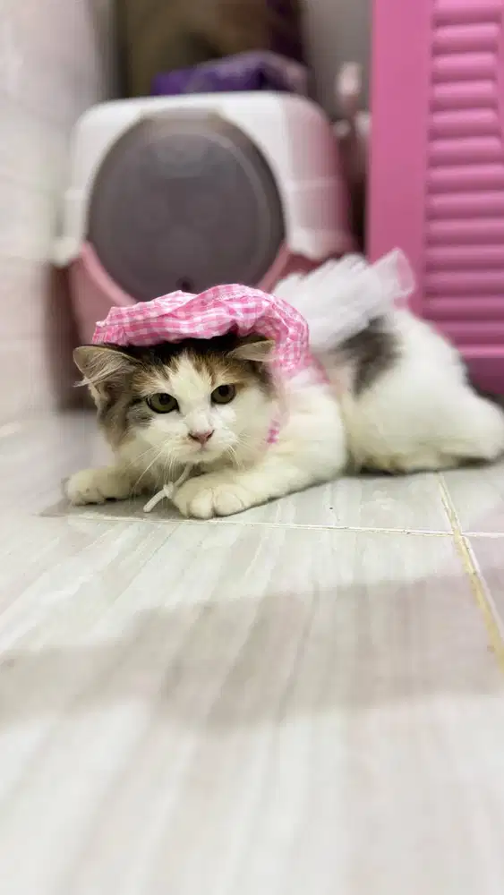 kucing anggora 1 tahun + kandang