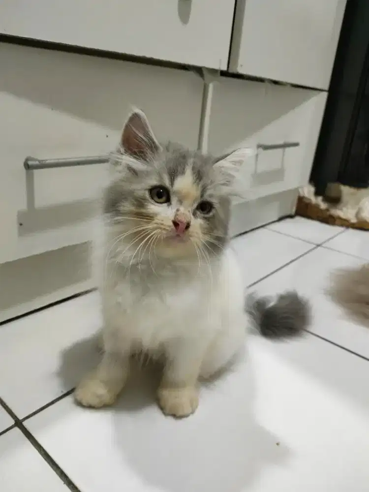 Kitten Persimed Jantan Putih Abu