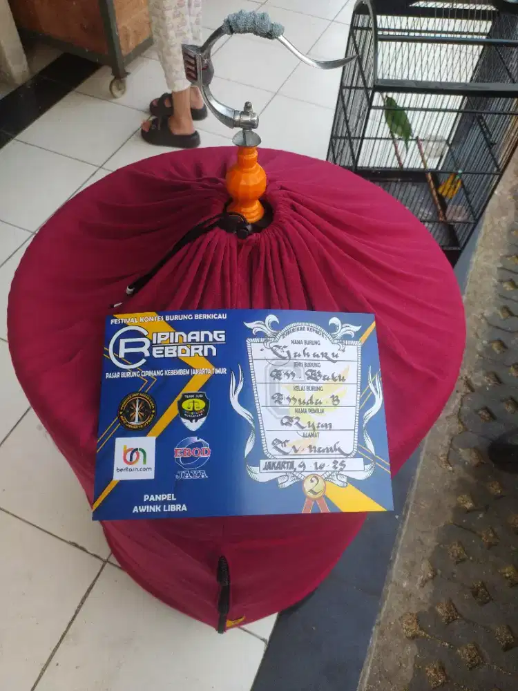 Murai batu muda volume ++ Prestasi materi mewah