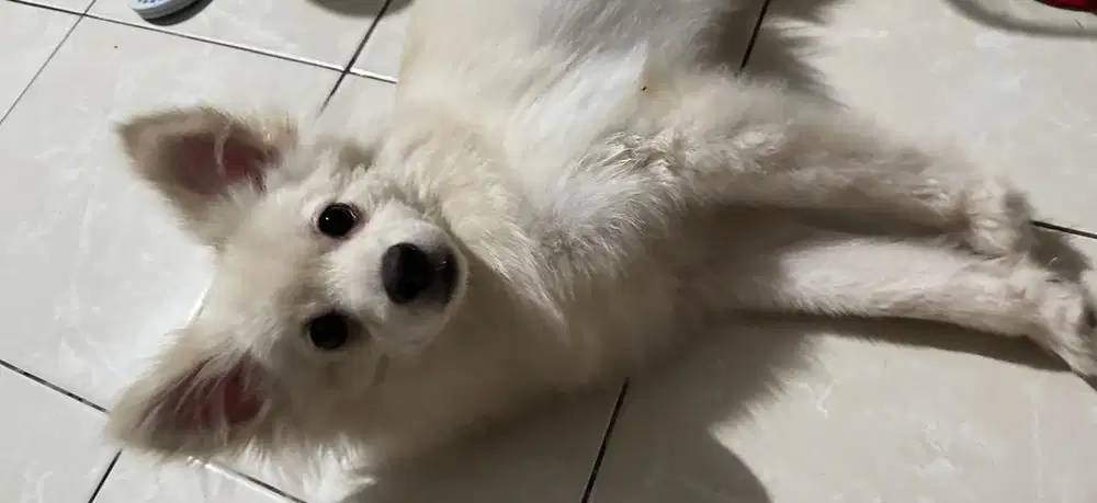 Pomerian Japanese Spitz