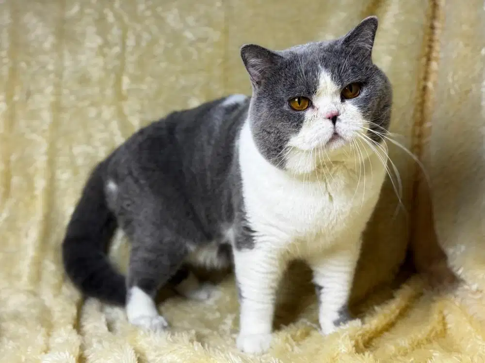 Kucing BSH British Shorthair Jantan Black