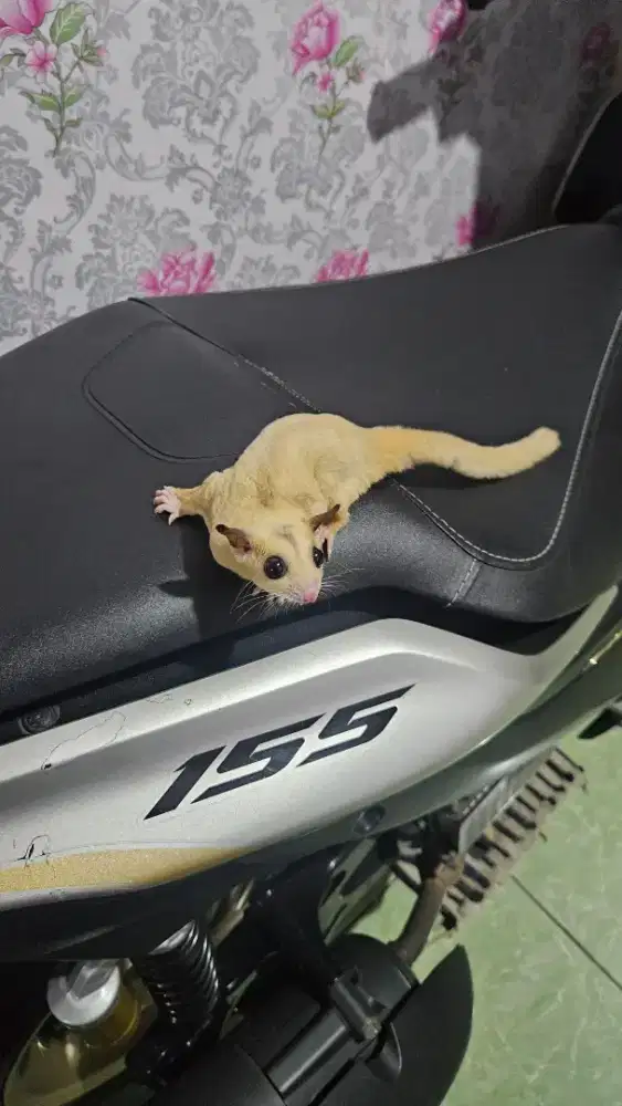 Sugar Glider platmoz