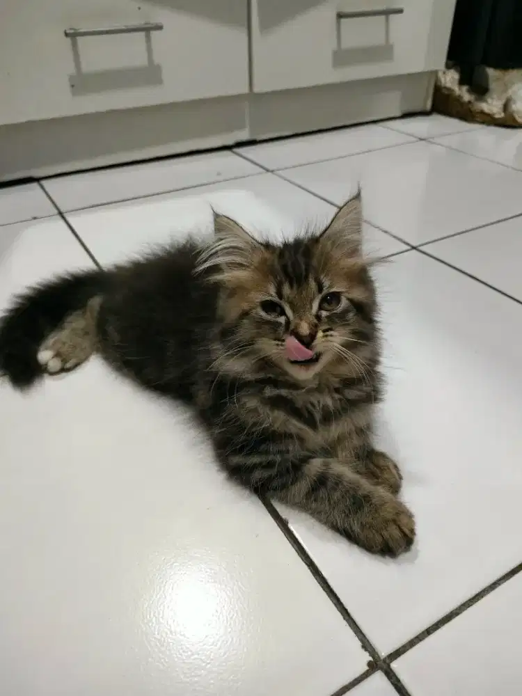 Kitten Persimed Betina